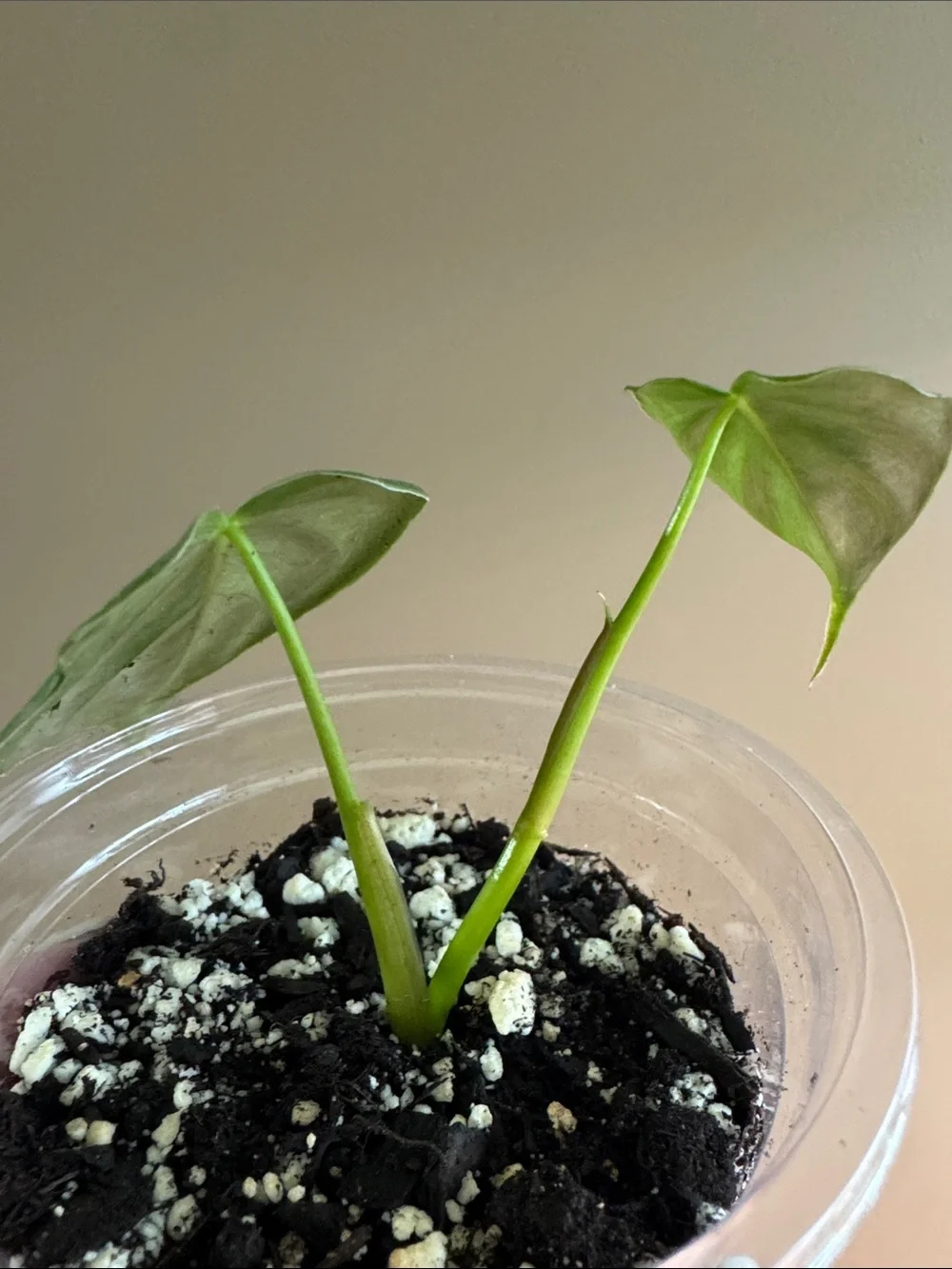 N/A healthy rooted